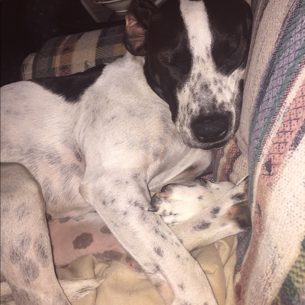 Meet your Posher, Hollis